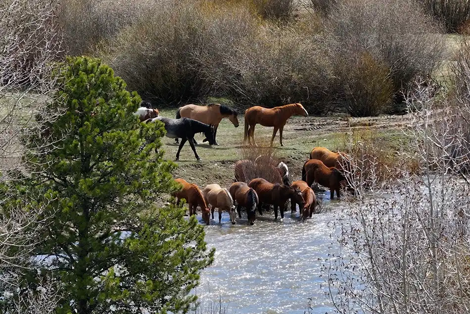 Dexter Meadows Lot 1 Horses at the River